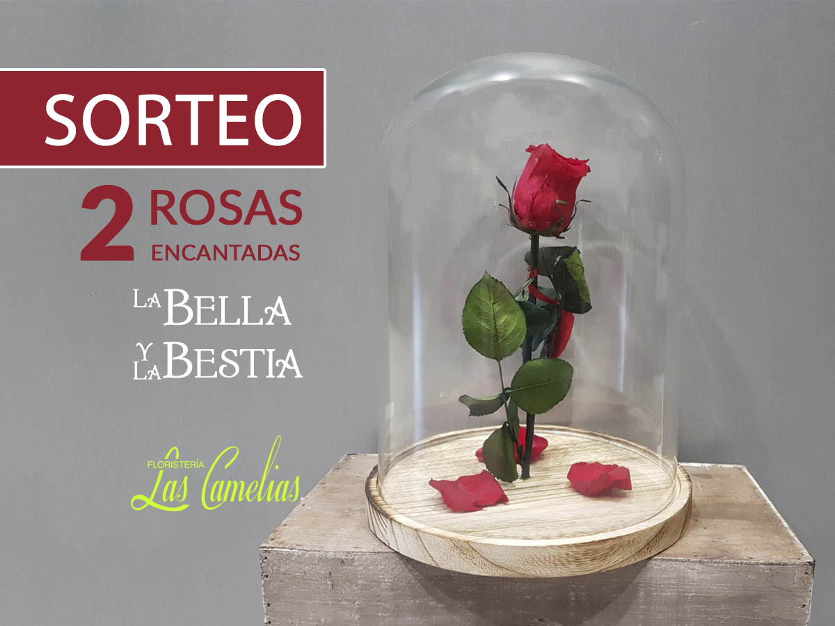 Sorteo Rosa La Bella y la Bestia