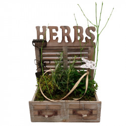 COMPOSICIÓN DE PLANTAS HERBS